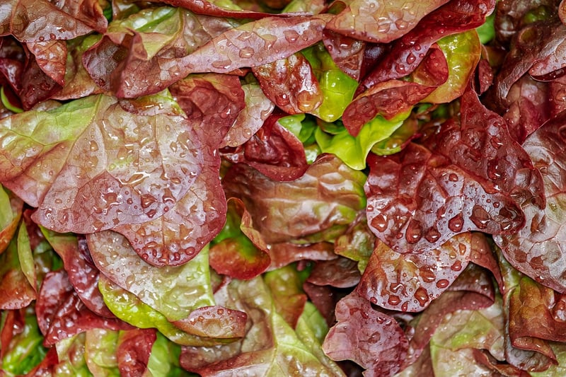 Fresh Salad Sensations